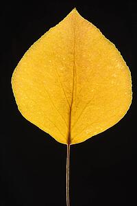 Yellow Bradford Pear leaf against black background.