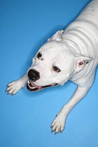 White Pit Bull dog on blue background.