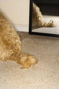 Mixed breed dogs tail with mirror in background.