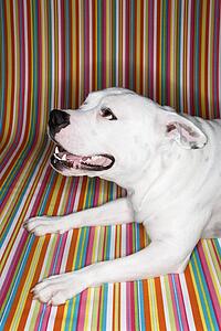 White Pit Bull dog against striped background.