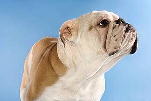 English Bulldog standing on blue background looking off to the side.