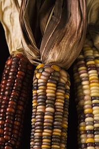 Three multicolored ears of Indian corn.