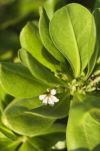 Close-up of tropical flower and leaves in Maui, Hawaii, USA.