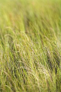Beach grass.