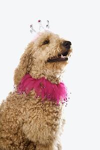 Goldendoodle dog wearing costume.