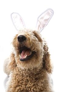 Goldendoodle dog in bunny ears.