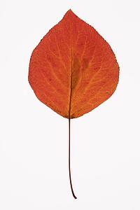 Red Bradford Pear leaf against white background.