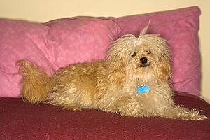 Portrait of mixed breed dog looking at viewer. 