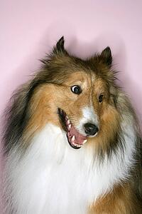 Collie dog.