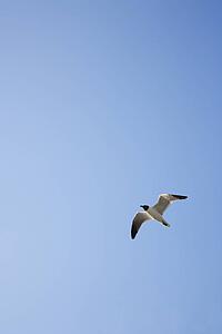 Black-headed Gull in flight on Bald Head Island, North Carolina.