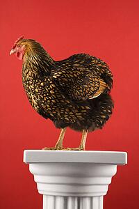Golden Laced Wyandotte chicken standing on column on red background.