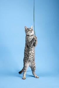 Gray striped cat standing playing with toy.