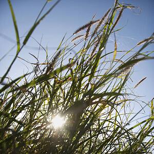 Close-up of sea oats with sun in background.