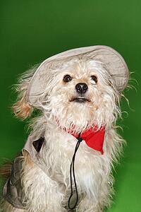 Fluffy small dog in safari outfit.