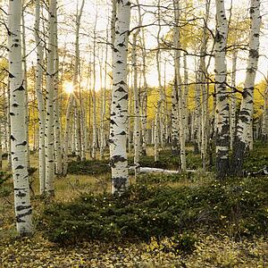 Aspen trees in Fall color in Utah.