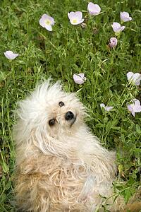 Fluffy small dog in flower field.