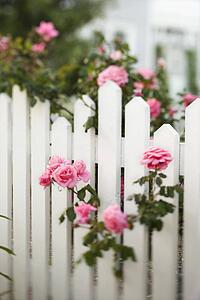 Rose bush growing over white picket fence.