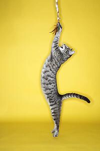 Gray striped cat jumping attacking toy.
