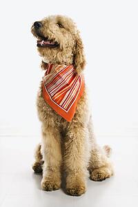 Goldendoodle dog wearing bandana.
