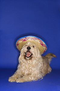 Fluffy brown dog wearing Mexican sombrero.