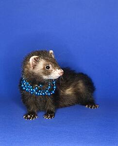 Portrait of brown ferret blue wearing necklace against blue background.