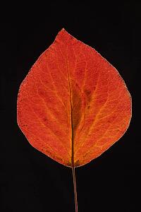 Red Bradford Pear leaf against black background.