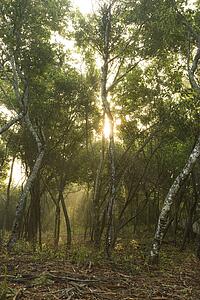 Rays of light shining through a forest.