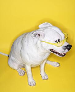 White Pit Bull wearing yellow glasses on yellow background.