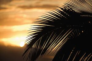 Palm leaf silhouette against sunset in Maui, Hawaii, USA.