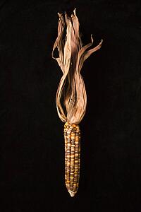 Ear of multicolored Indian corn against black background.