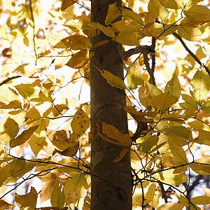 Close-up of American Beech tree branches covered with yellow Fall leaves.