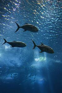 Fish swimming in aquarium in Lisbon, Spain.
