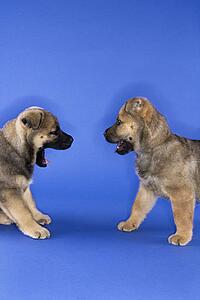 Two puppies looking at eachother.