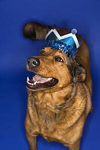 Mixed breed brown dog wearing crown.