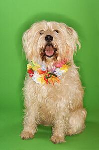 Fluffy dog sitting wearing lei.