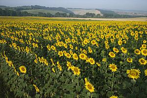 Sunflower field with hills and countryside in Tuscany, Italy.