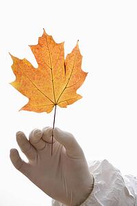Hand wearing white rubber glove holding orange Maple leaf.