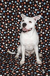 White Pit Bull dog against polka dot background.