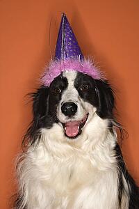 Black and white Border Collie mix dog wearing party hat.