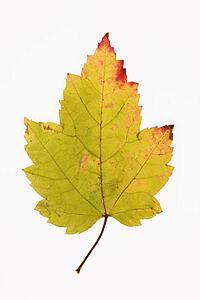 Red Maple leaf in Fall color against white background.