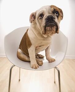 English Bulldog sitting in modern chair looking up.