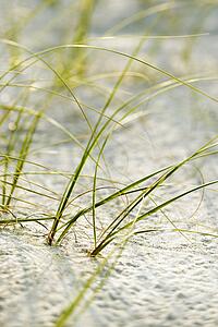 Beach grass in sand on Bald Head Island, North Carolina.