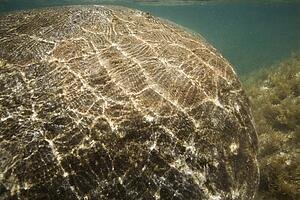 Underwater view of sunlight dappled rock in Maui, Hawaii, USA.