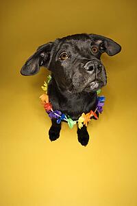 Black puppy sitting wearing leis.