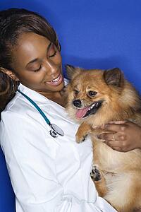 African American young adult female veterinarian holding brown Pomeranian dog.