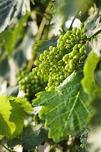 Clusters of green grapes on a vine with leaves in Tuscany, Italy.