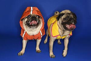 Pug wearing hoodie jacket.