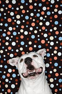 White Pit Bull dog against polka dot background.