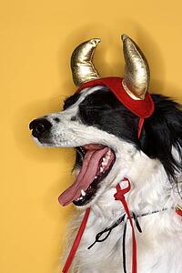 Border Collie in Devil costume yawning.