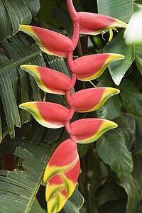 Close-up of Heliconias tropical flower.